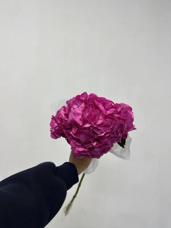 Гортензия Голландия 5