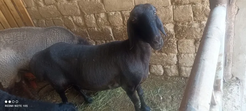 Yosh qoylar sotiladi 3