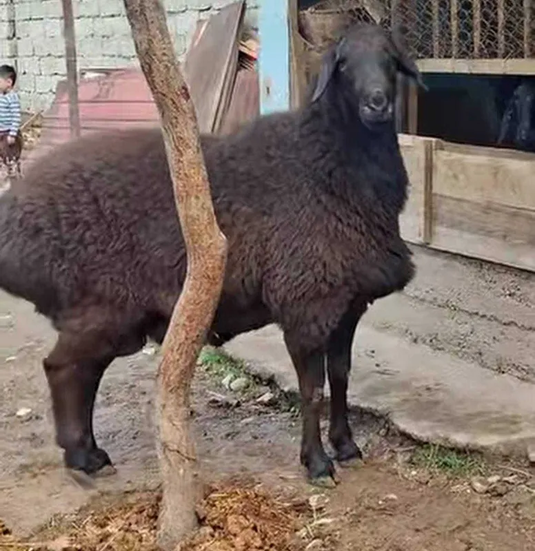 Маросимлар учун қўй ва қўчқорлар тайёр.
