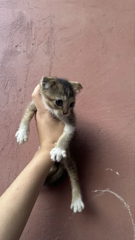 Продаются кошки 1 Продаются кошки 1