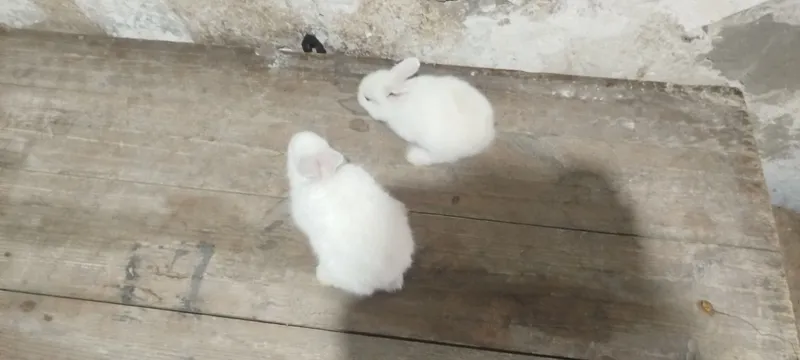 Крольчата 2 Крольчата 2