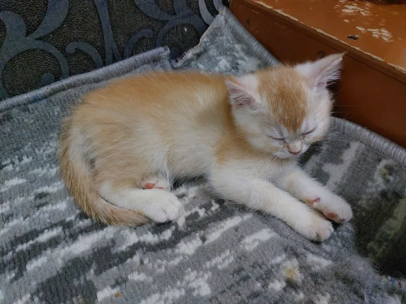 mushuk 1