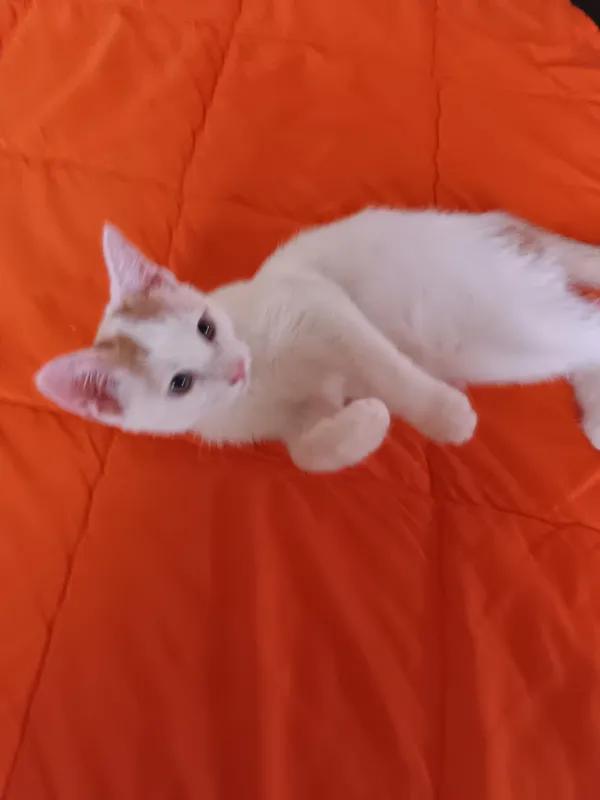 (кошки, котенок, кот, пишак, мушук, котёнка) 4