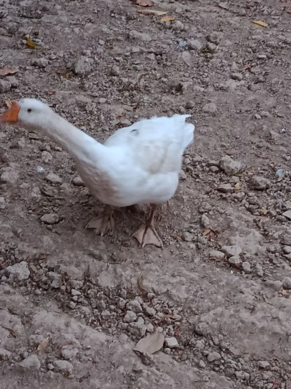 Gʻozlar sotiladi