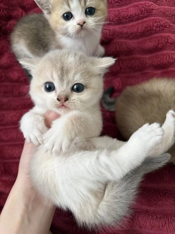 Шотландские котята — фото 3