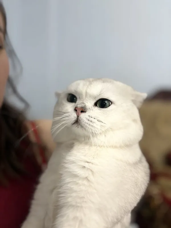Вязка: кот, Британская шиншилла серебристый окрас — фото 2 Вязка: кот, Британская шиншилла серебристый окрас — фото 2