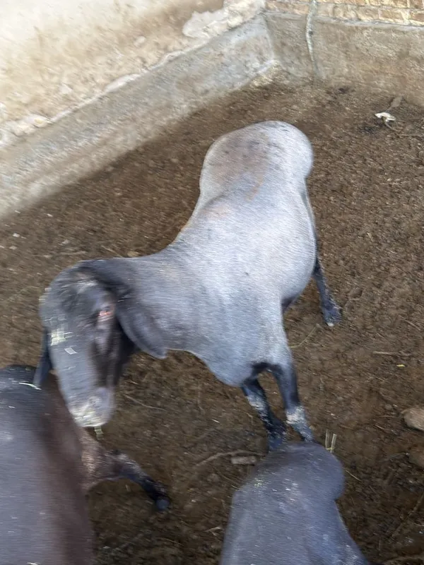 Qoʻchqor sotiladi 3