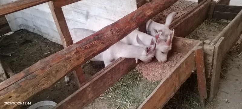 Echki bolalari sotiladi 2