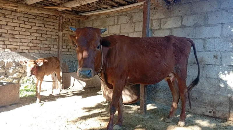 Ona bola sigir sotiladi.Birinchi qorin tugʻishiBolasi moda 2 Ona bola sigir sotiladi.Birinchi qorin tugʻishiBolasi moda 2