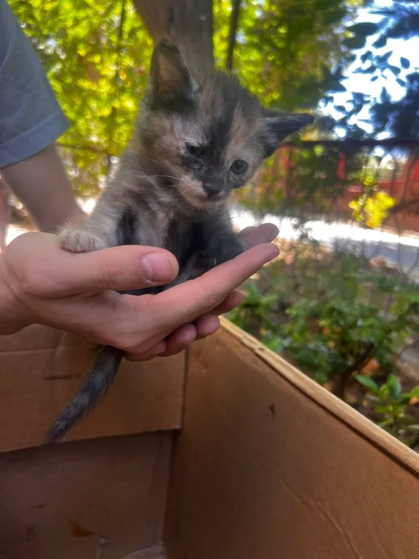 Котята в добрые руки 2 Котята в добрые руки 2