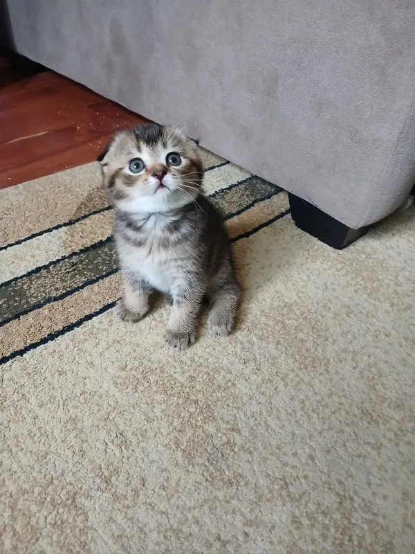 продаю котёнка девачку — фото 1