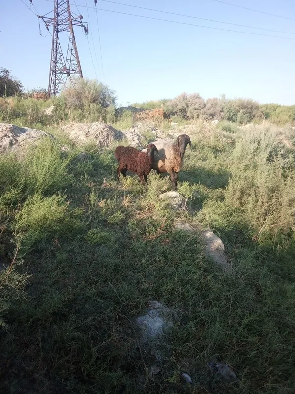 Ona bola qoy qo'zi sotiladi 3 Ona bola qoy qo'zi sotiladi 3