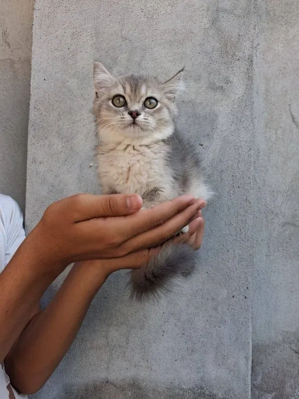 Shinshilaa 2 oylik 1 Shinshilaa 2 oylik 1