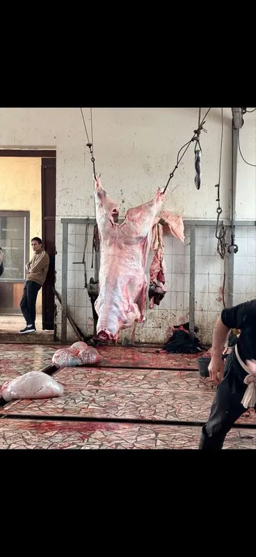 Gosht yonalishda tayor buqalar bor trik vazniga 70000 min somdan 3 Gosht yonalishda tayor buqalar bor trik vazniga 70000 min somdan 3