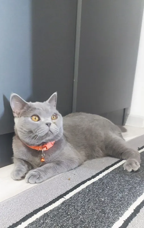 British Shorthair (British Blue) zoti, juda chiroyli mushukcha sotilad 4 British Shorthair (British Blue) zoti, juda chiroyli mushukcha sotilad 4