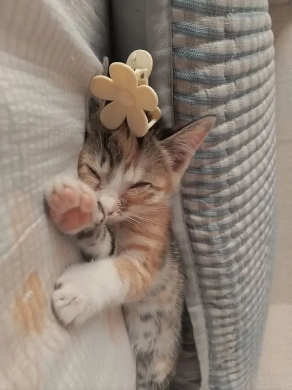 Котенок девочка, 1.5 месяц