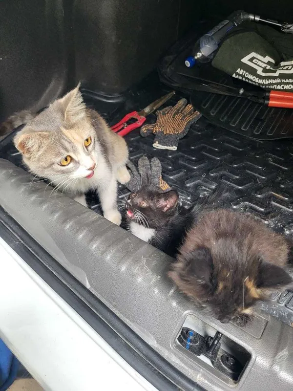 Отдам котят бесплатно