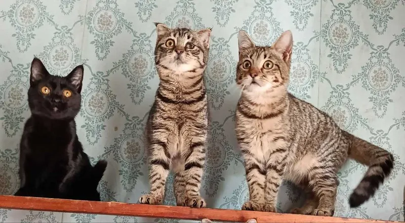 Котята в добрые руки Страйт и фолд.. — фото 4