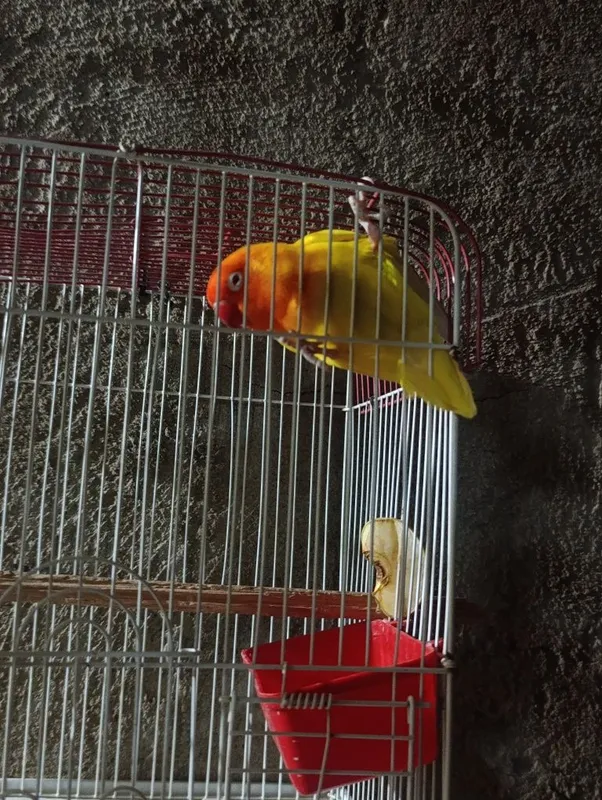 Soglom papugay sotiladi 2