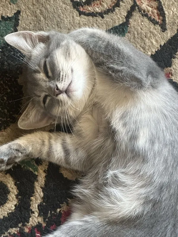 Скоттиш страйт девочка 1