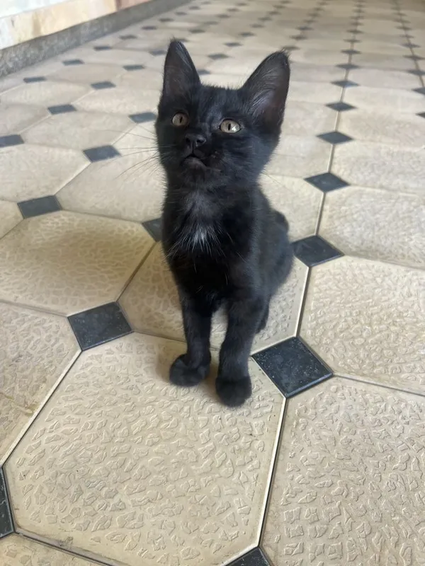 Отдам котят в хорошие руки 2 Отдам котят в хорошие руки 2