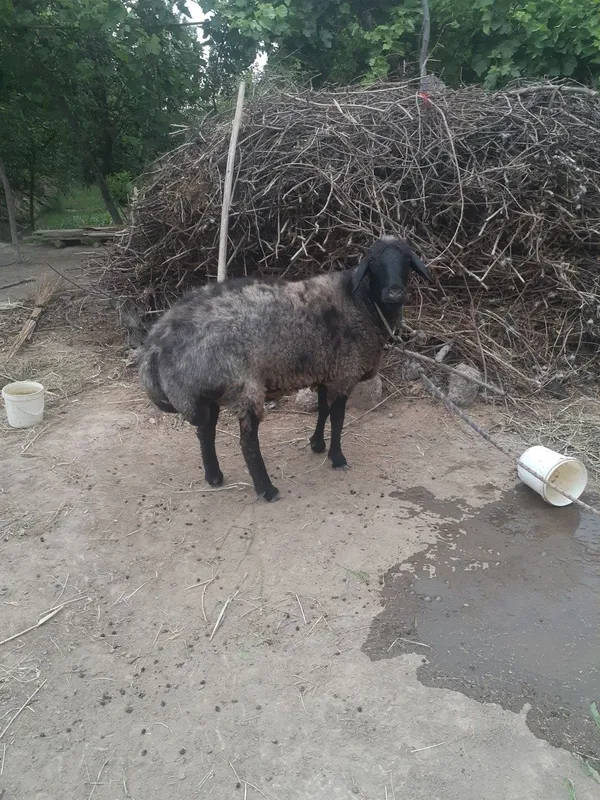 Yaxwi boqilgan qisir qoylar soyiladi. 7 mlndan har biri . — фото 2