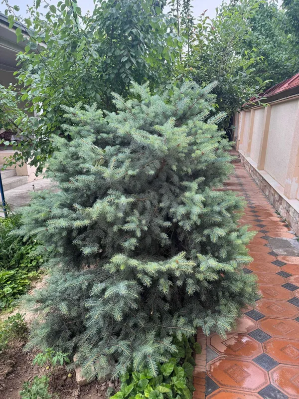 Продаются голубой ель — фото 2
