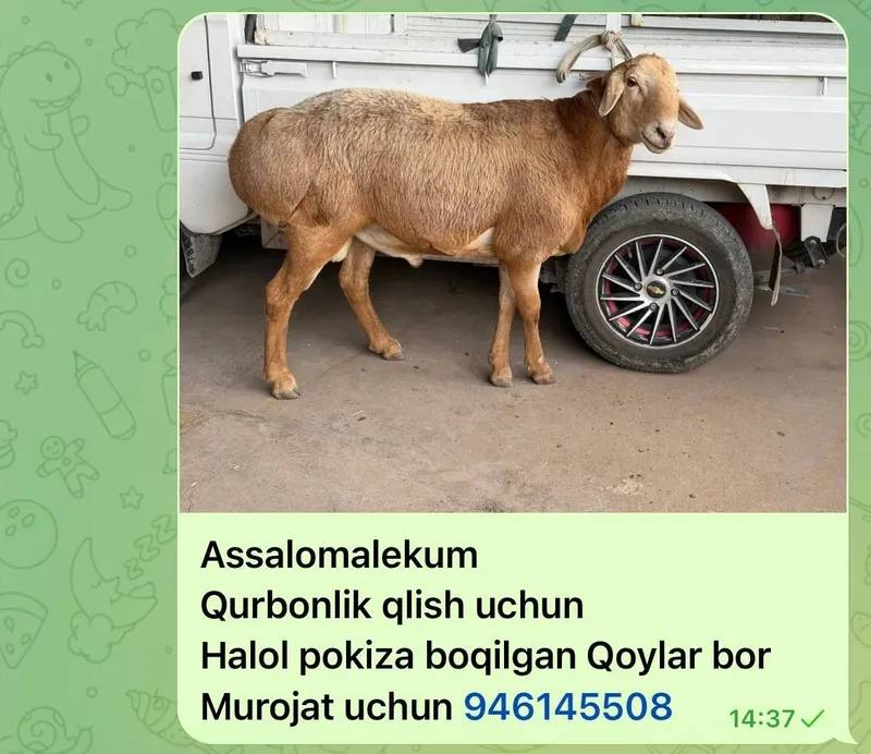 Qoy bor qurbonlik uchun qoylar bor