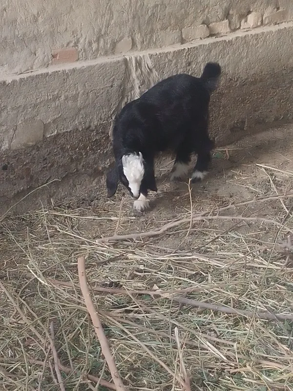 Ona bola echki sotiladi 1 Ona bola echki sotiladi 1