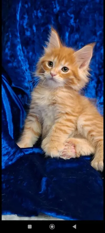 Котята породы Мейн-кун — фото 7