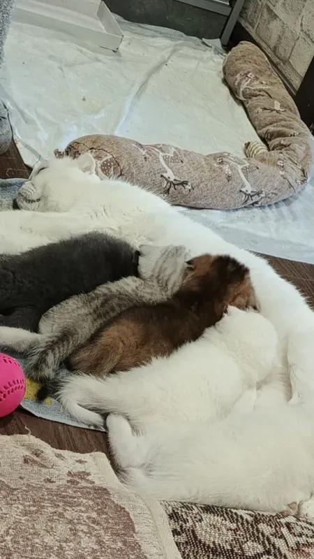 Продаются котята. — фото 7
