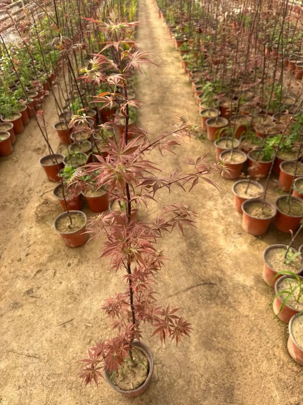 Yaponskiy klyon acer — фото 2