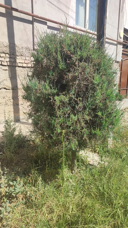 Archa sotiladi Archa sotiladi 2