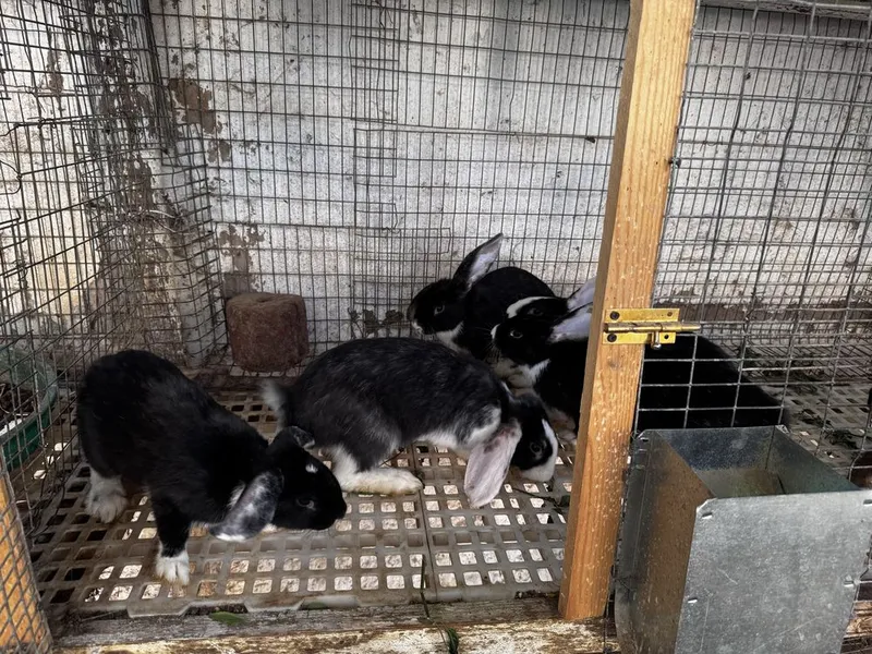 Velikan va Panda zotli quyon bolalari sotiladi — 5 kg gacha o'sadi! 3 Velikan va Panda zotli quyon bolalari sotiladi — 5 kg gacha o'sadi! 3