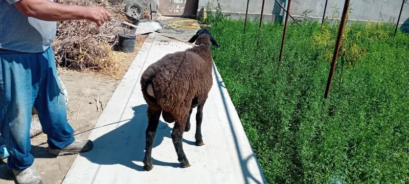 Qöchqor tish buzmagan 3