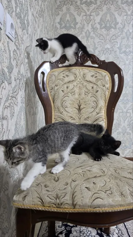 Hadyaga mushuklar