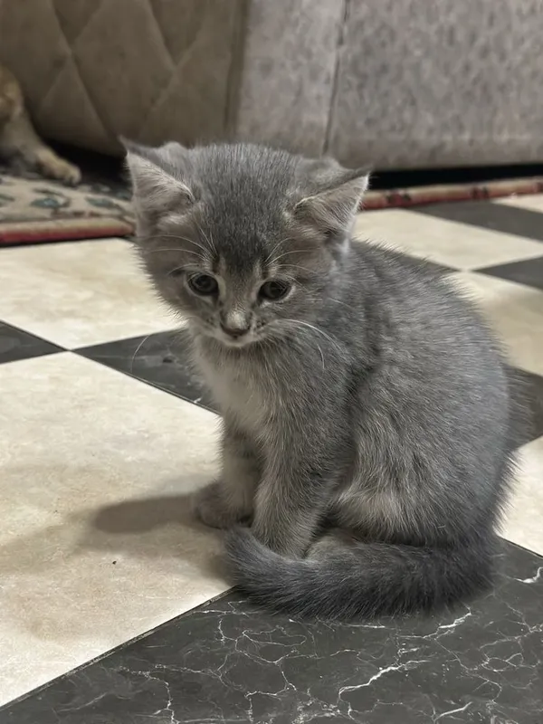 Котята породистые — фото 2