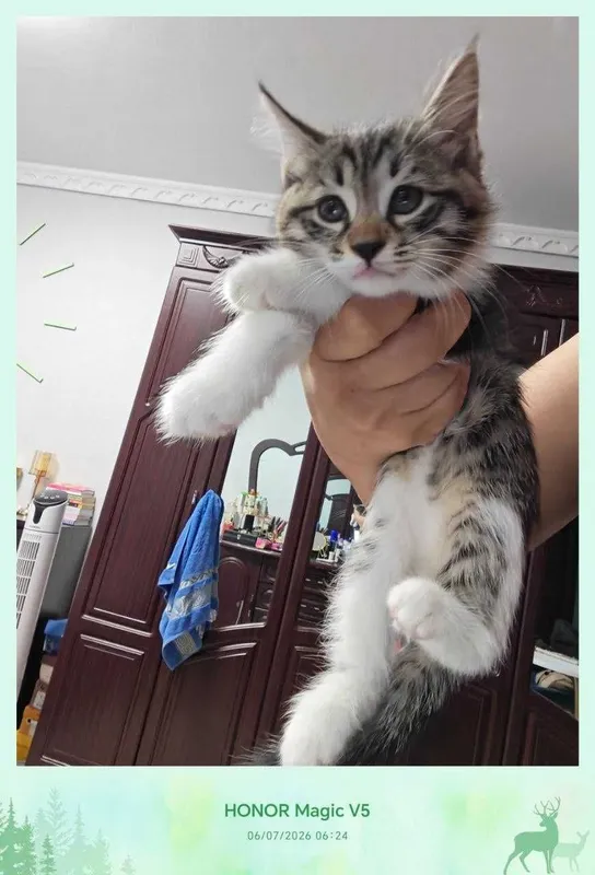 Котенок, дома родился, домашний — фото 2 Котенок, дома родился, домашний — фото 2