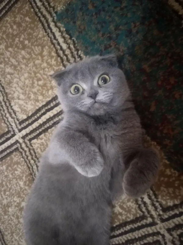 скотиш фолд 5