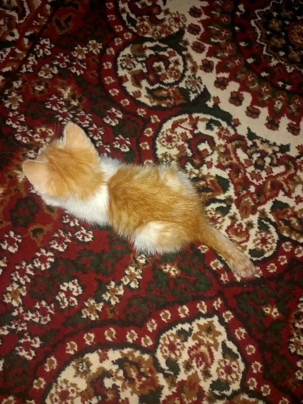 Ikki oyli, Oʼgil Soglom Oyinqaroq Latok biladi hadyaga beriladi 4