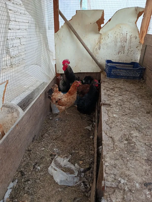 Tovuq horoz sotiladi 1