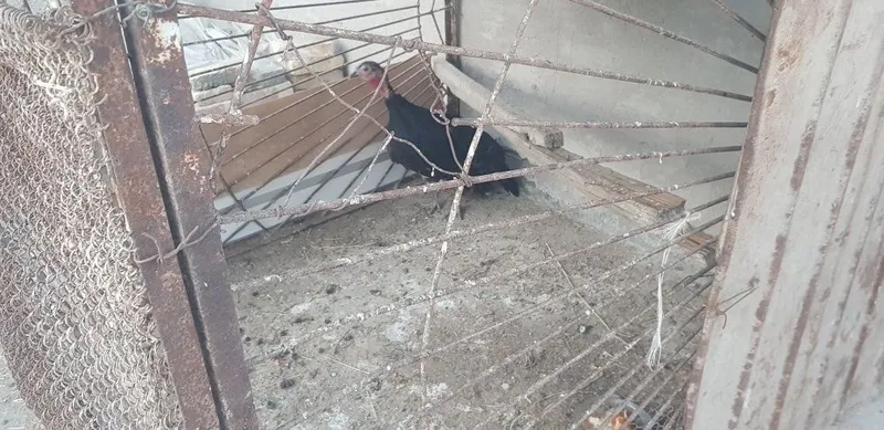 Samsun S8 kurkalar 2 Samsun S8 kurkalar 2