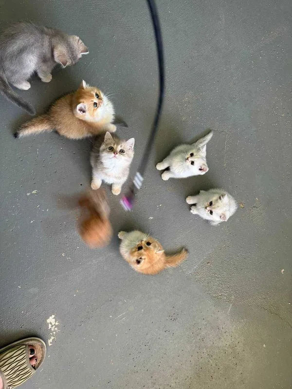 Продается котята — фото 2