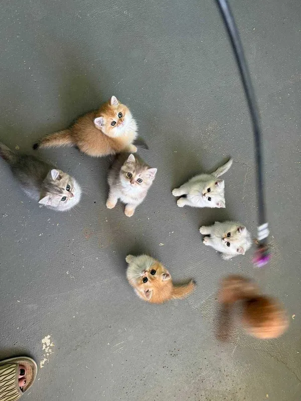 Продается котята — фото 5