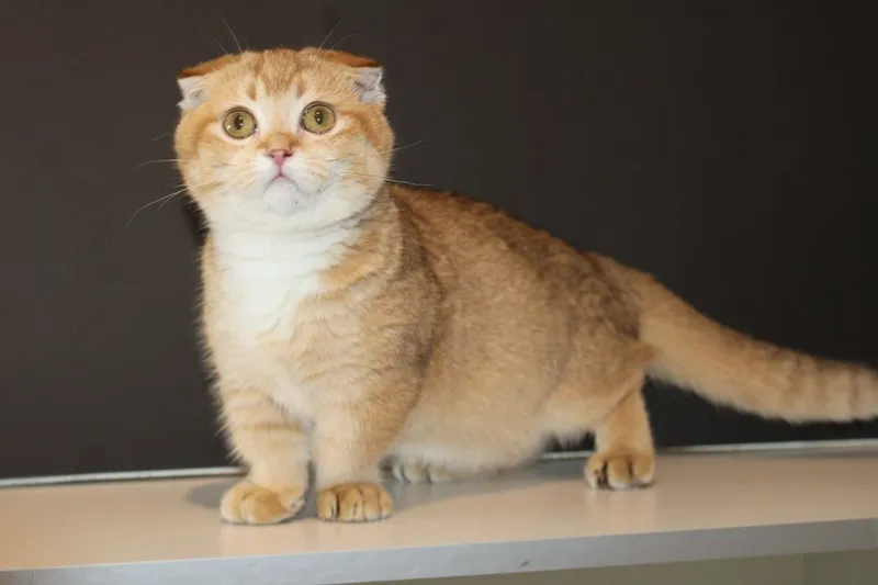 Манчкин коротколапый Манчкин коротколапый