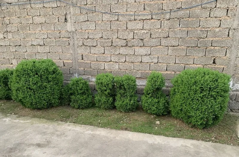 Shamshod Sotiladi kotta yili 300.000 minda 4 ta kota bor 1 Shamshod Sotiladi kotta yili 300.000 minda 4 ta kota bor 1