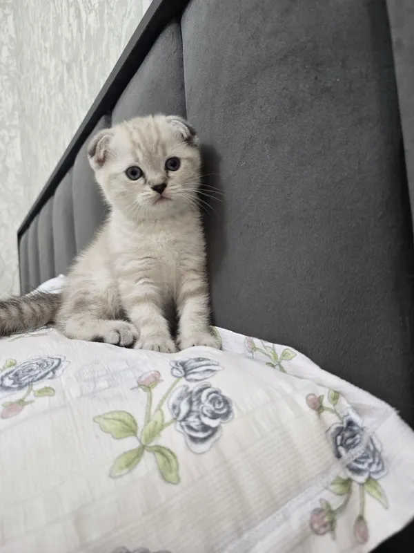 Продается породистые котята вислоухие родились 4 апреля — фото 7