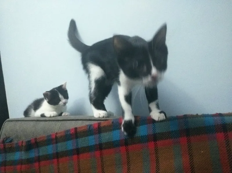 Отдаю котят хорошие руки котята домашние порода благородная... 3 Отдаю котят хорошие руки котята домашние порода благородная... 3