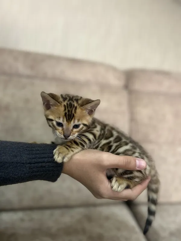 Бенгальские котята 3 Бенгальские котята 3