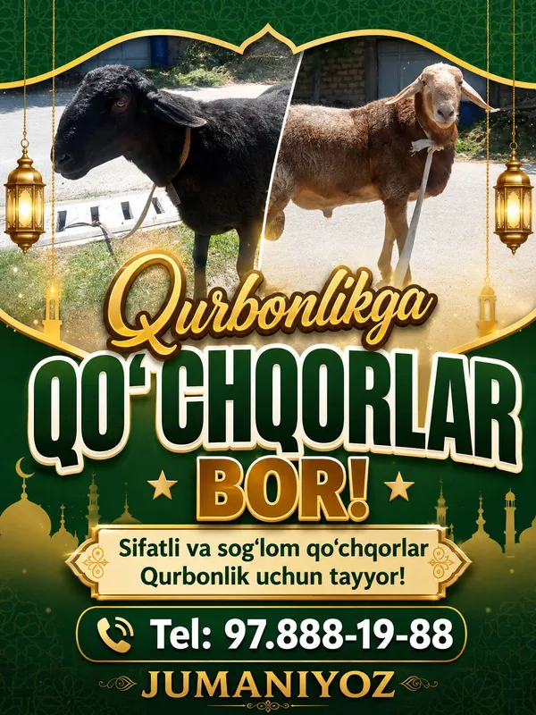 Qurbonlikga Qo'chqorlar bor